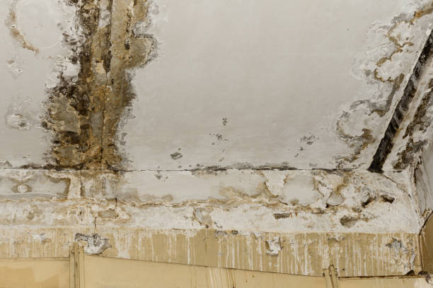 Why You Should Choose Our Mold Remediation Services in Pleasanton, KS